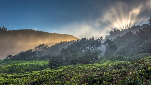 Vindpinade Träd Dimma Vid Soluppgången Kap Perpetua Oregon Kusten Royaltyfria Stockfoton