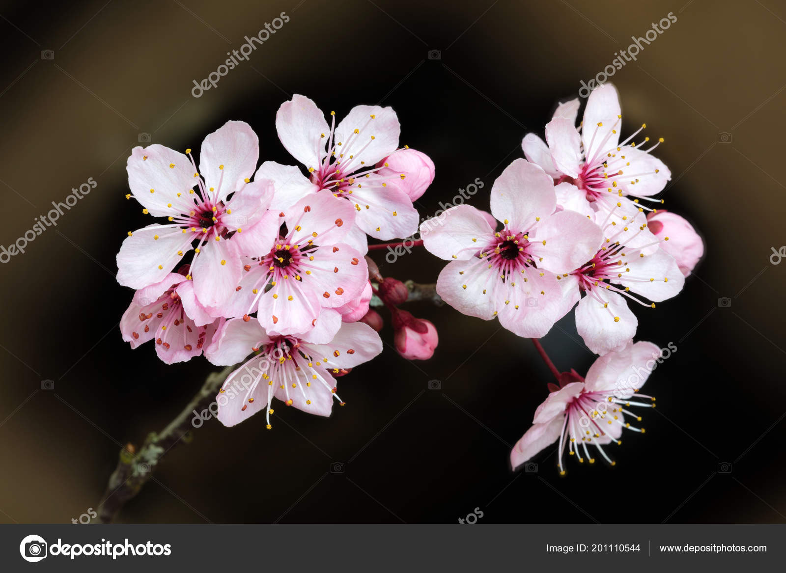 Fleurs Cerisiers Fleurs Printemps Photographie
