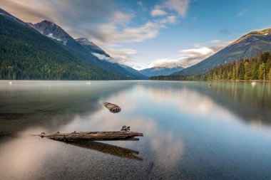 Ong pozlama Birkenhead Provincial Park, British Columbia, Kanada.
