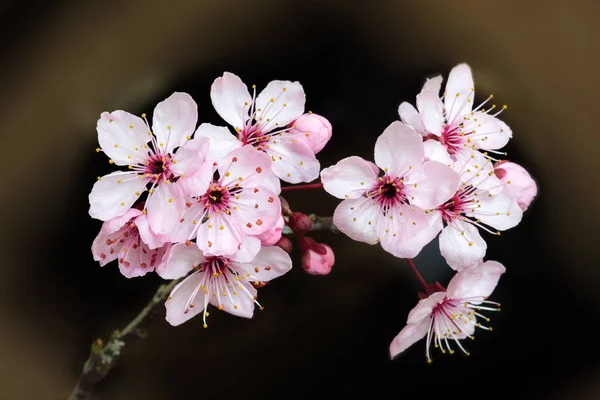 Квіти Вишні Навесні — стокове фото