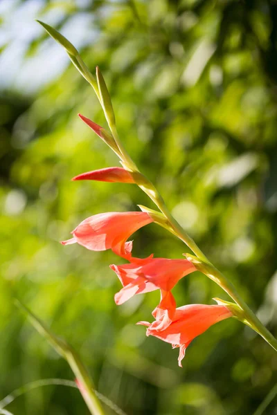 Giglio Rosso Fiore Natura — Foto Stock