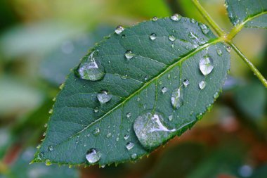 Tek yeşil yapraklı yağmur damlaları ışıkla yansıtılır