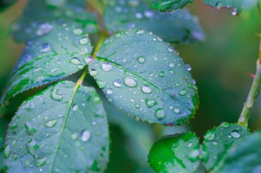 yağmur damlalı yapraklar