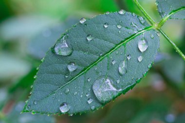 yağmur damlalı yapraklar