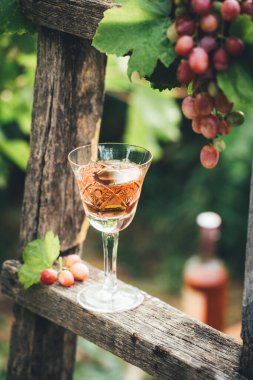 Üzüm bağı bahçesinde gül şarabı. Tahta merdivende kırmızı üzümlü şarap tatma, hasat zamanı, kopyalama alanı