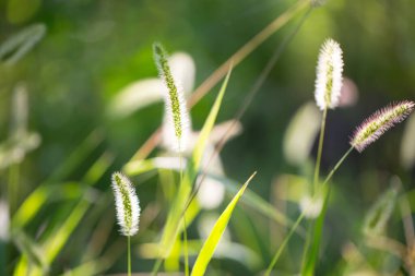 çimenler güneş ışığında tarlada 