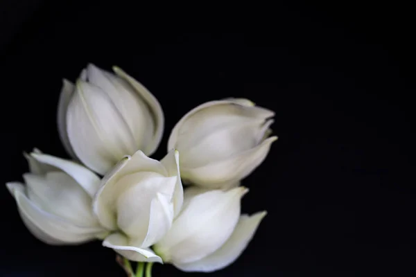 Flores Blancas Sobre Fondo Negro — Foto de Stock