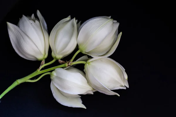 white flowers on black background