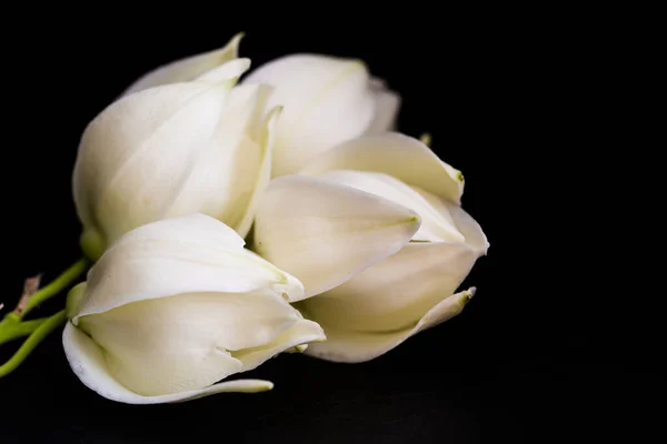Flores Blancas Sobre Fondo Negro — Foto de Stock