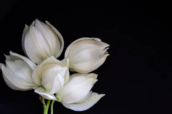 Flores Blancas Sobre Fondo Negro — Foto de Stock