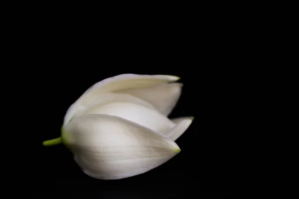 white flower on white background