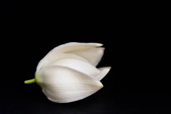 Цветок Юкки Черном Фоне Лицензионные Стоковые Фото