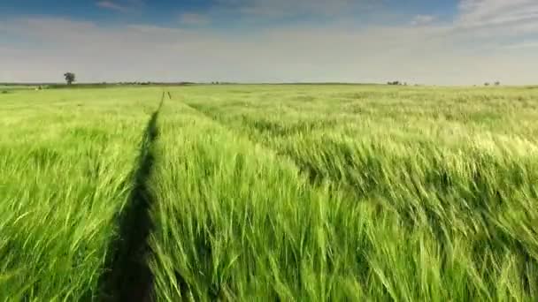 Rustig uitzicht op rogge oren zwaaiend in de wind in de zomer — Stockvideo