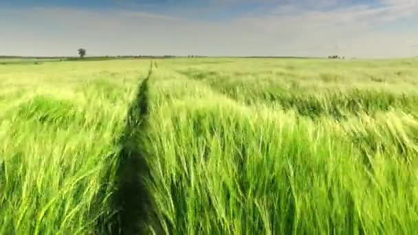 Orejas de centeno verdes balanceándose en el viento en un día soleado — Vídeo de stock