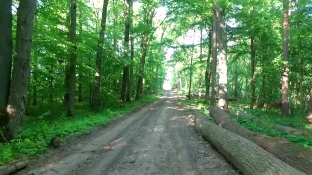 Caminar en el bosque verde en un día soleado en Polonia, Europa — Vídeos de Stock