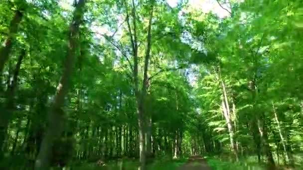 Bela floresta verde em dia ensolarado, Polônia, Europa — Vídeo de Stock