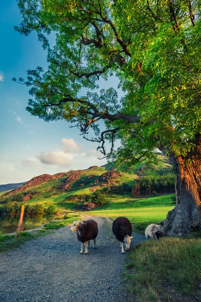 Πρόβατα Σχετικά Μονοπάτι Στην Περιοχή Της Λίμνης Κατά Ηλιοβασίλεμα Αγγλία — Φωτογραφία Αρχείου