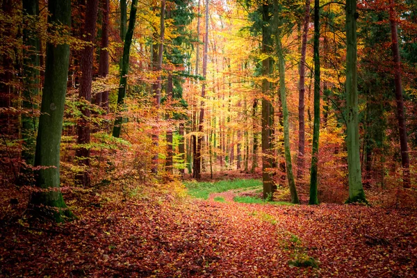 Impresionante Bosque Oscuro Otoño Polonia — Foto de Stock