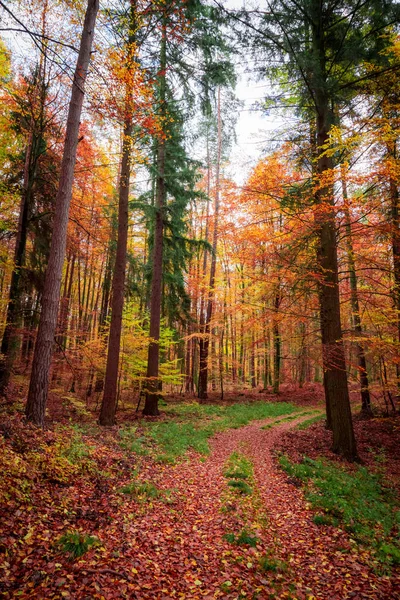 Sonbaharda Altın Kahverengi Orman Polonya — Stok fotoğraf