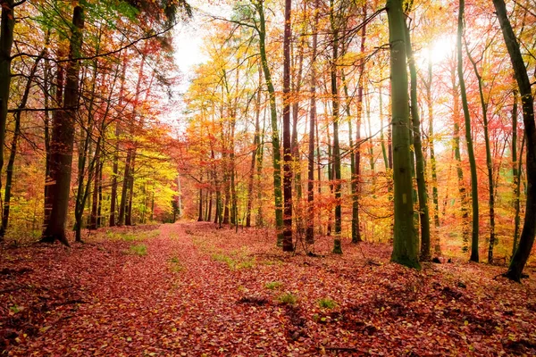 Floresta Colorida Outono Polônia Europa — Fotografia de Stock
