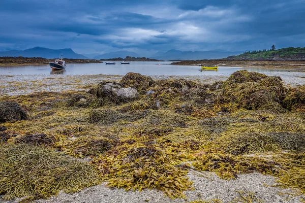 Costa Algas Piedras Negras Marea Baja Escocia — Foto de Stock
