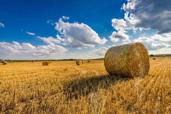 Yellow Sheaf Hay Field Blue Sky — Stock Photo, Image