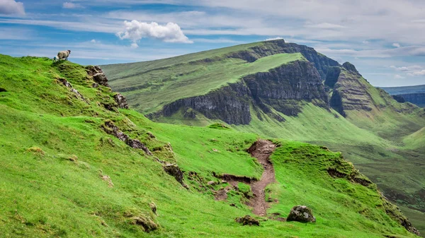 英国苏格兰 Quiraing 的青山和羊 — 图库照片