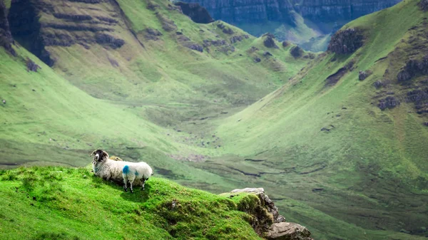 Ovce Zelených Kopcích Quiraing Isle Skye Skotsko — Stock fotografie