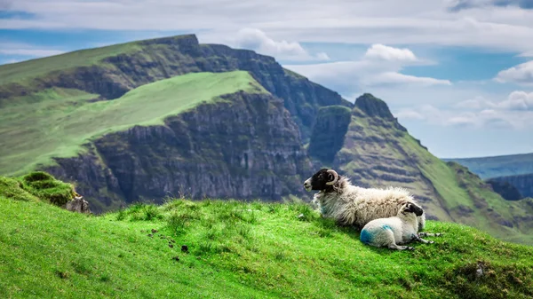 Met Het Oog Sheeps Groene Heuvels Quiraing Schotland — Stockfoto