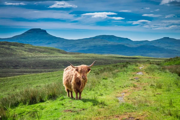 Brown Highland Cow Green Field Escócia — Fotografia de Stock