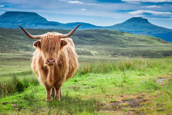 Hnědá Highland Kráva Zelená Pole Modrá Obloha Skotsko — Stock fotografie