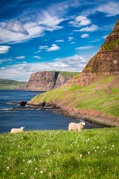 Nézd Birkák Parton Scotland Egyesült Királyság — Stock Fotó