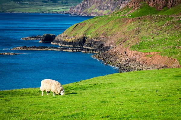 Захоплюючий Вид Білих Овець Зелений Скель Шотландія — стокове фото