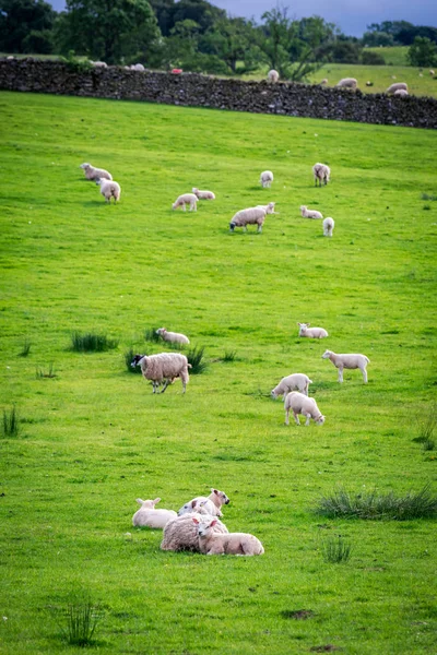 Zelené Pastviny Plné Ovcí Lake District Anglie — Stock fotografie