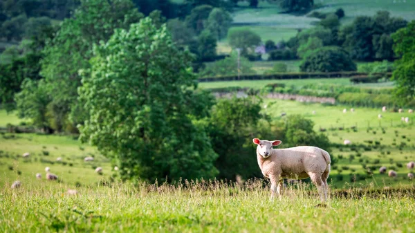 Small Sheeps Grazing Green Pasture District Lake England — Stock Photo, Image