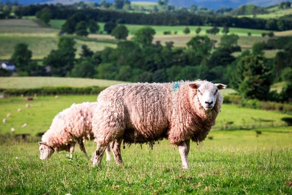 Ovejas Cima Colina District Lake Inglaterra — Foto de Stock