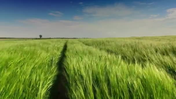 Vista tranquilla per le orecchie di segale ondeggianti nel vento in estate — Video Stock