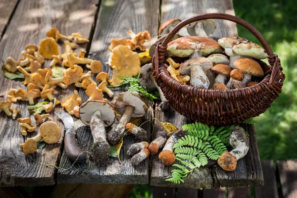 Cogumelos Silvestres Frescos Saudáveis Cheios Sabor Aromáticos — Fotografia de Stock
