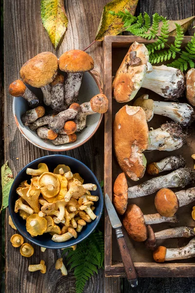 Cogumelos Silvestres Comestíveis Floresta Para Mesa — Fotografia de Stock