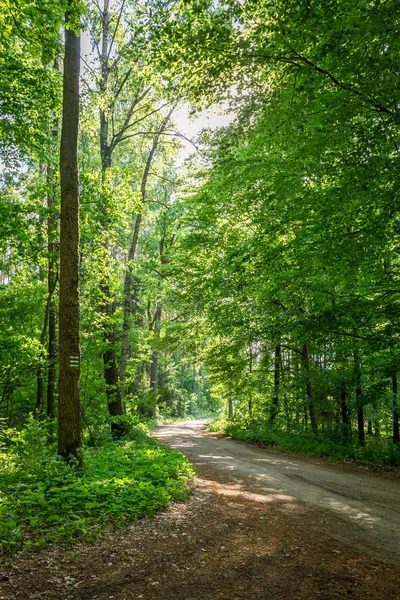 Fantastiska Våren Den Gröna Skogen Europa — Stockfoto