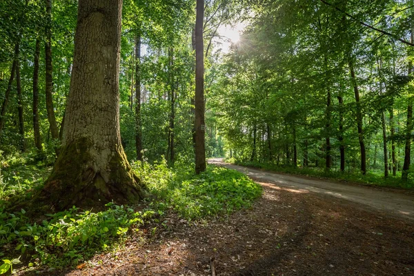 Increíble Bosque Verde Verano Europa — Foto de Stock