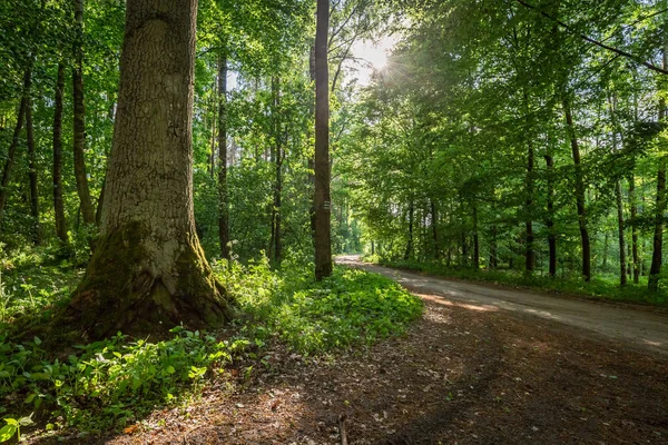 Geweldige Groene Bossen Zomer Europa — Stockfoto