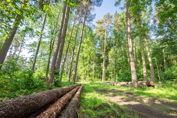 Underbara Gröna Skog Sommaren Polen — Stockfoto