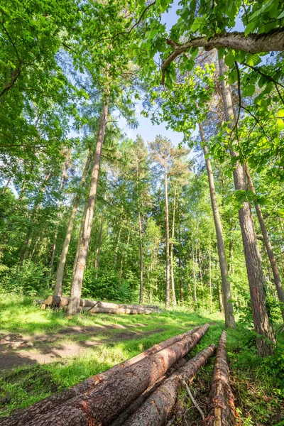 Krásný Jarní Zeleném Lese Polsko — Stock fotografie