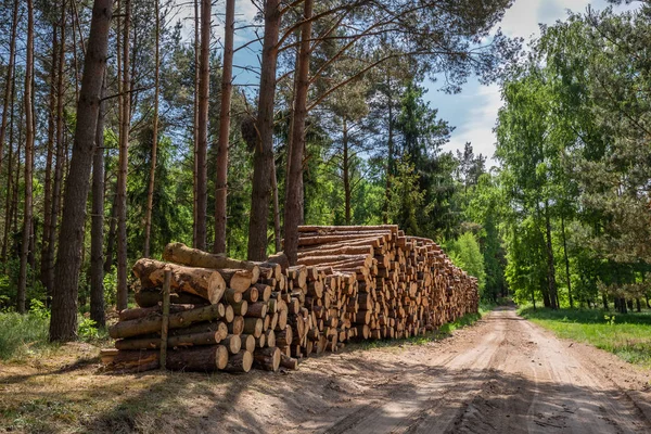 Gyönyörű Zöld Erdő Nyár Lengyelország — Stock Fotó