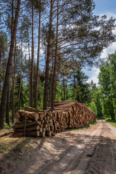 Zonnige Groen Bos Zomer Polen — Stockfoto