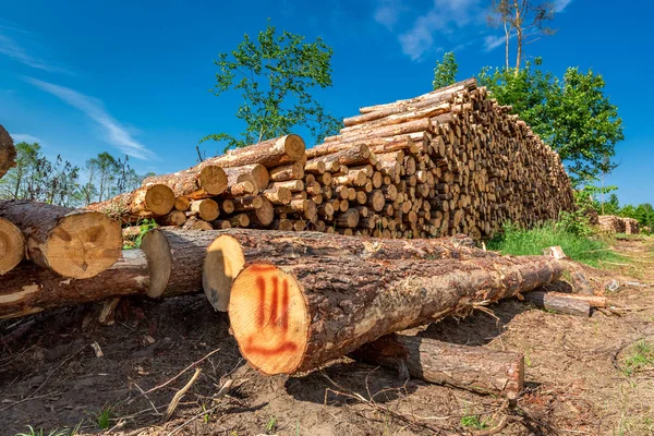 Lagras Den Skogen Trädfällning Efter Storm — Stockfoto