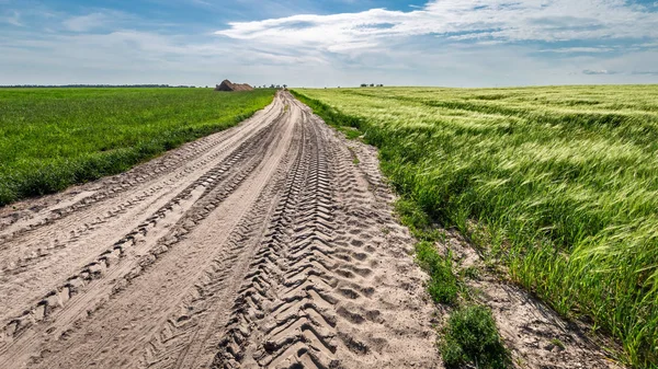 Espantosas Espigas Grãos Campo Verde Verão — Fotografia de Stock