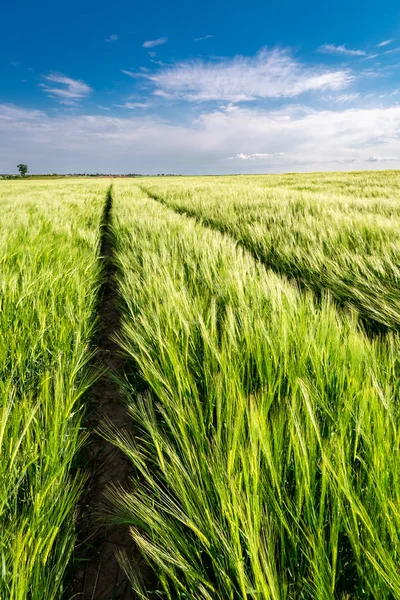 Impresionantes Espigas Grano Campo Verde Día Soleado — Foto de Stock