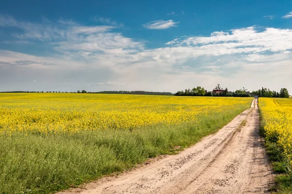 Fantastiska Gula Fältet Våldtäkt Sommar — Stockfoto